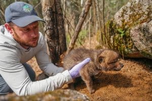 Tom Gable, Voyageurs Wolf Project
