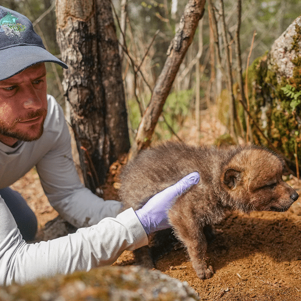 Tom Gable with wolf pup