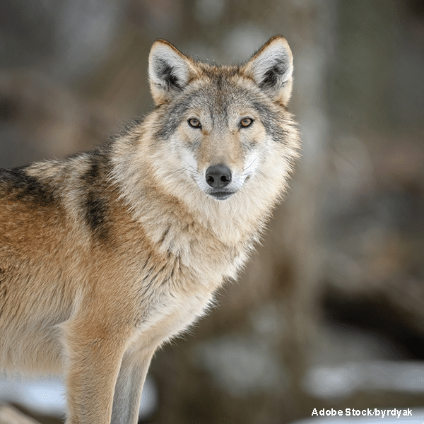 Ramey Newell, Filmmaker