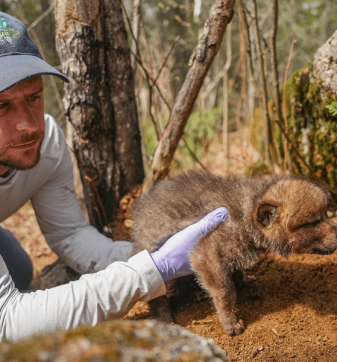 Tom Gable with wolf pup