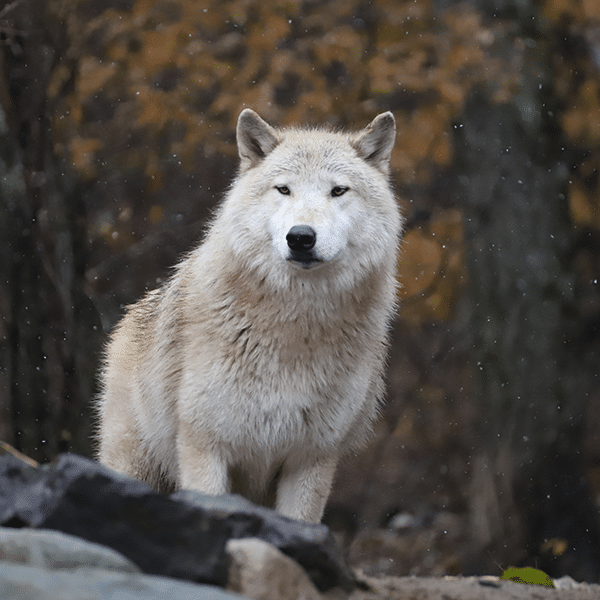 WCS_11-7-25_CZ-alert-first-snowfall_landscape-(2)